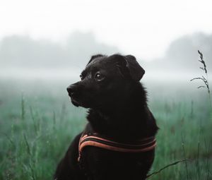 Превью обои собака, питомец, черный, трава