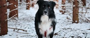 Превью обои собака, питомец, черный, лес, снег
