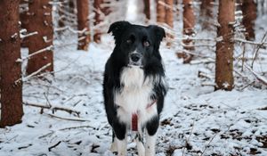 Превью обои собака, питомец, черный, лес, снег