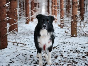 Превью обои собака, питомец, черный, лес, снег