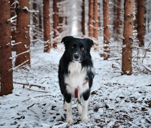 Превью обои собака, питомец, черный, лес, снег