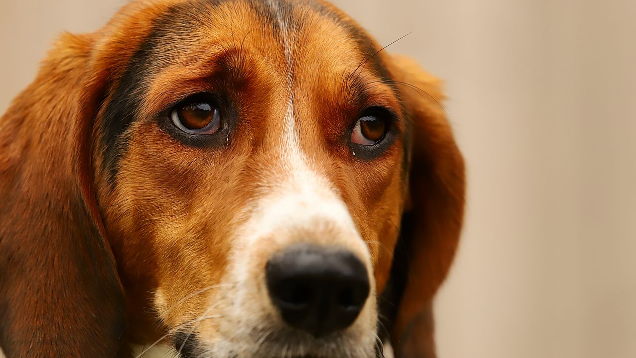 Обои собака, питомец, грустный