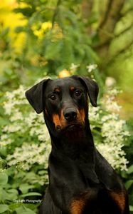 Превью обои собака, питомец, листья, животное