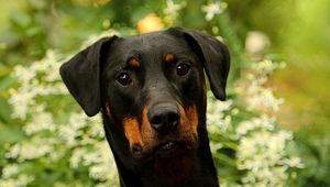 Превью обои собака, питомец, листья, животное