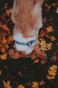 Превью обои собака, питомец, листья, трава, осень