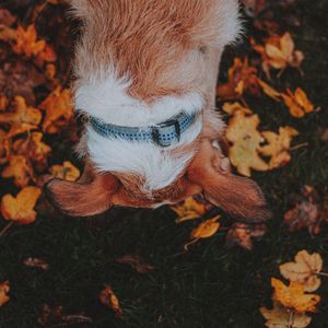 Превью обои собака, питомец, листья, трава, осень
