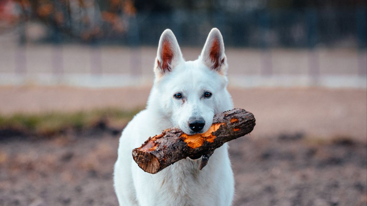 Обои собака, питомец, палка, забавный