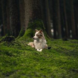 Превью обои собака, питомец, профиль, взгляд, трава