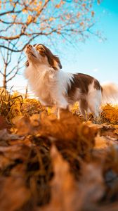 Превью обои собака, питомец, пушистый, листья, осень