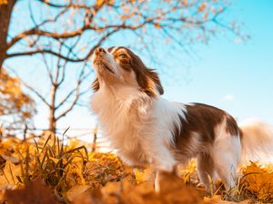 Превью обои собака, питомец, пушистый, листья, осень