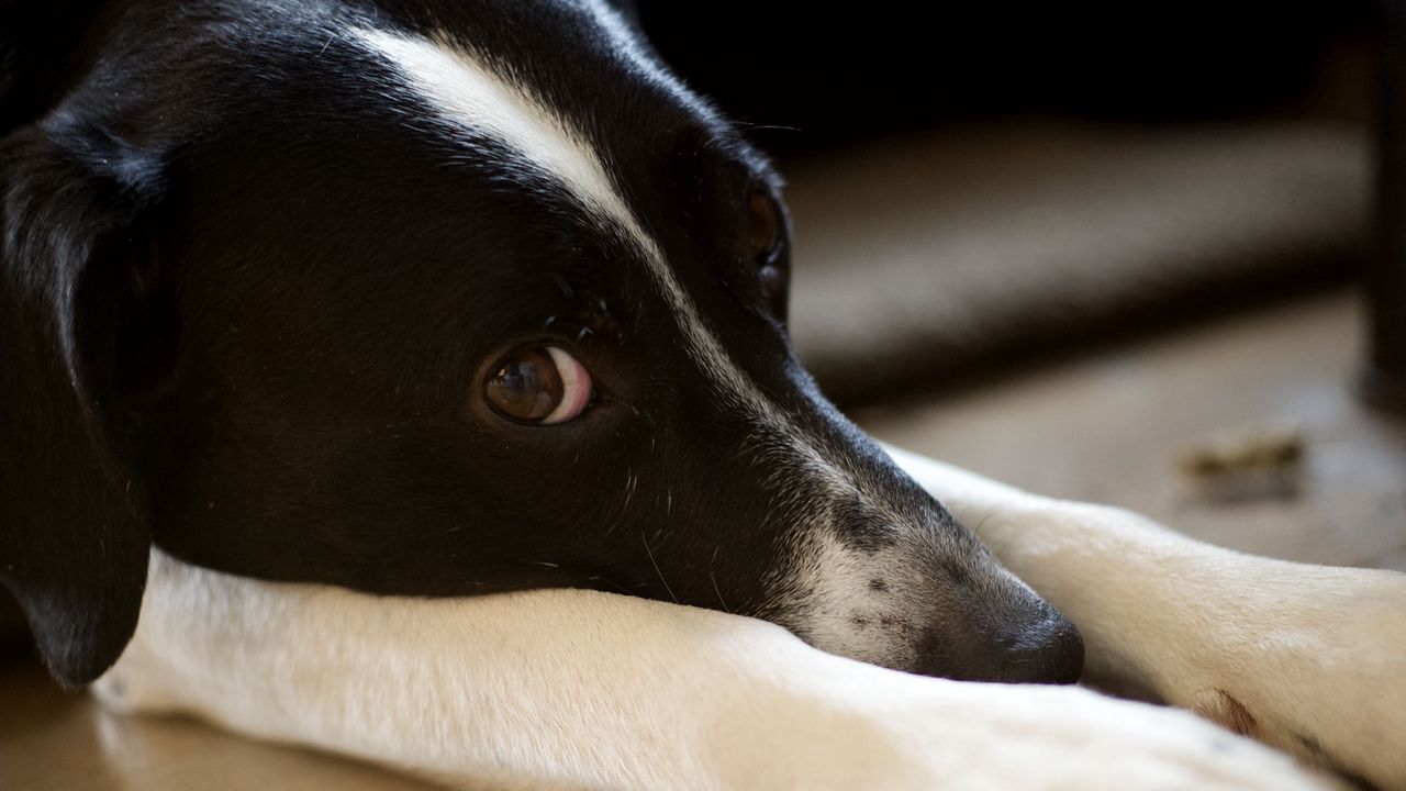 Обои собака, питомец, взгляд, поза