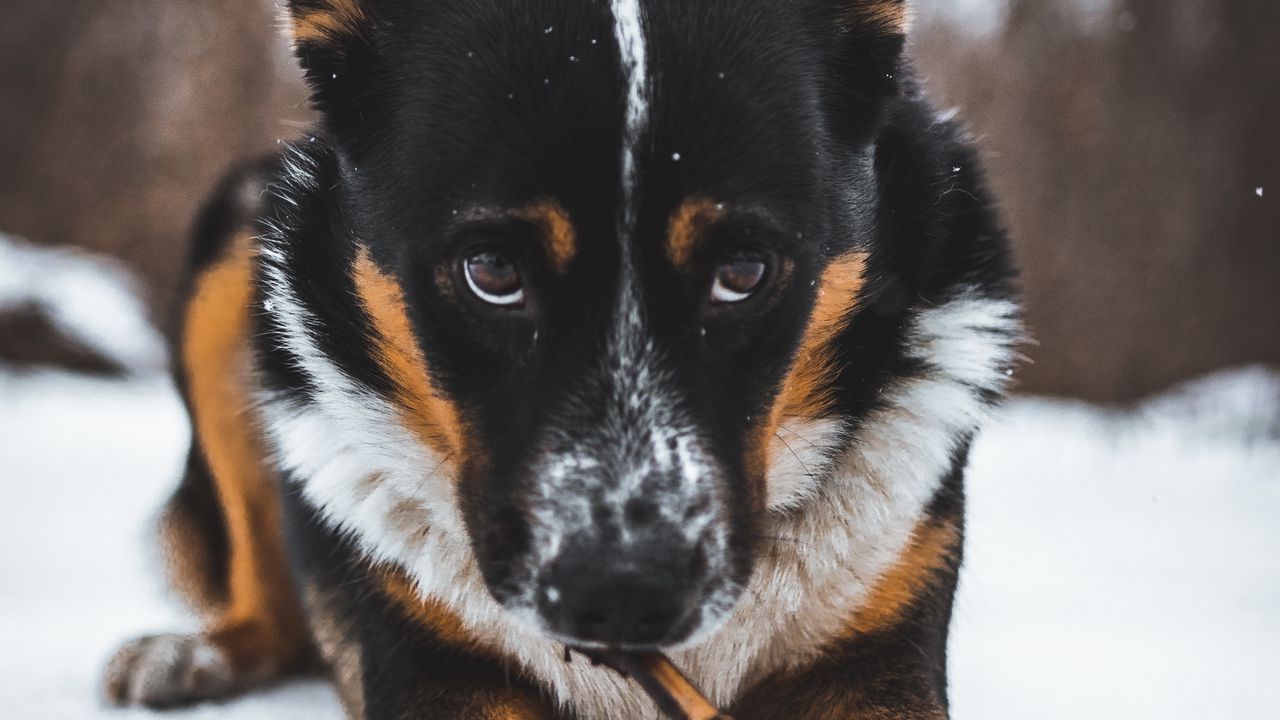 Обои собака, питомец, взгляд, снег
