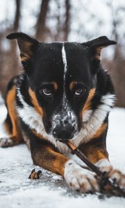Превью обои собака, питомец, взгляд, снег