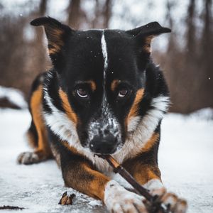Превью обои собака, питомец, взгляд, снег
