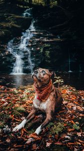 Превью обои собака, питомец, взгляд, водопад, листва