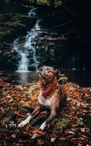 Превью обои собака, питомец, взгляд, водопад, листва