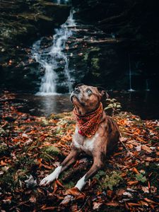 Превью обои собака, питомец, взгляд, водопад, листва