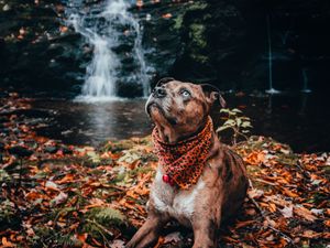 Превью обои собака, питомец, взгляд, водопад, листва