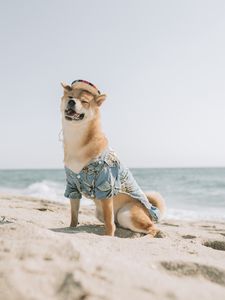 Превью обои собака, питомец, забавный, шляпа, море, пляж, лето
