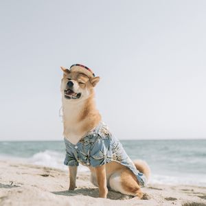 Превью обои собака, питомец, забавный, шляпа, море, пляж, лето