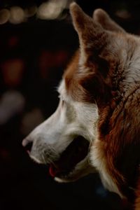 Превью обои собака, питомец, животное, мех