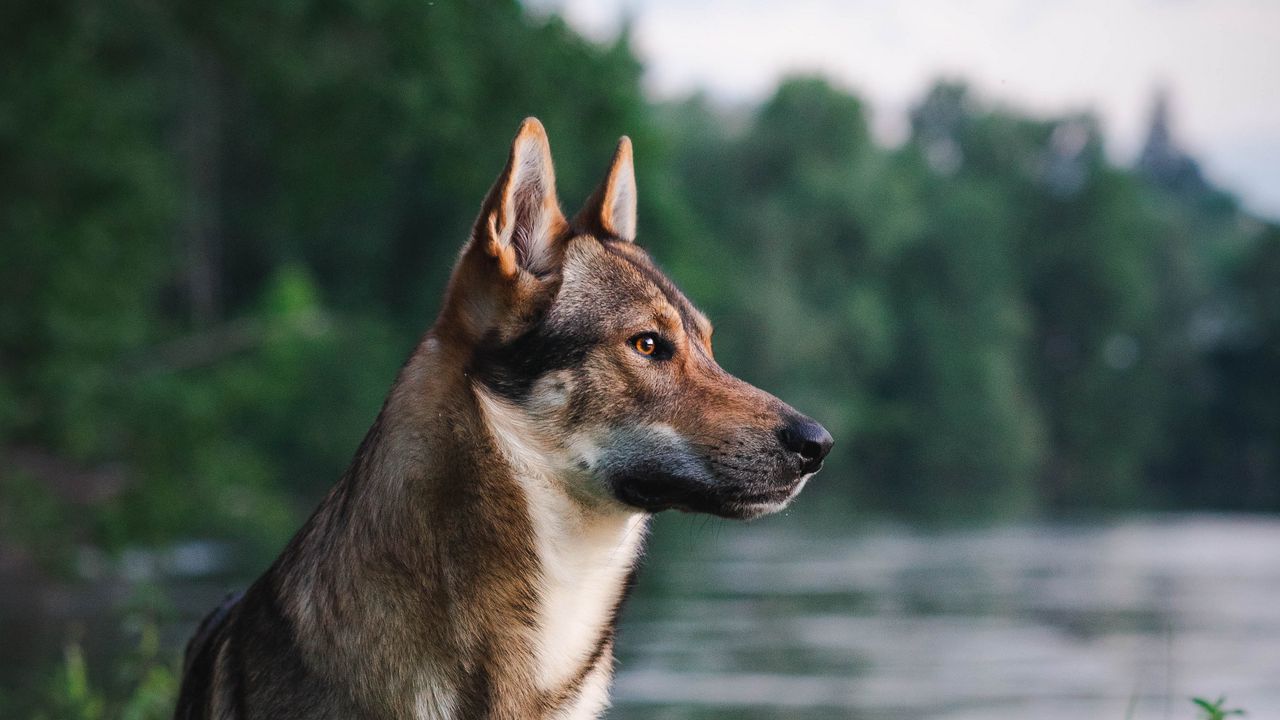 Обои собака, питомец, животное, река