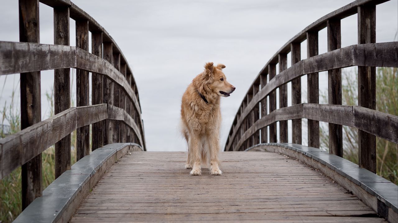 Обои собака, питомец, животное, мост, дерево