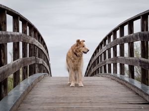 Превью обои собака, питомец, животное, мост, дерево