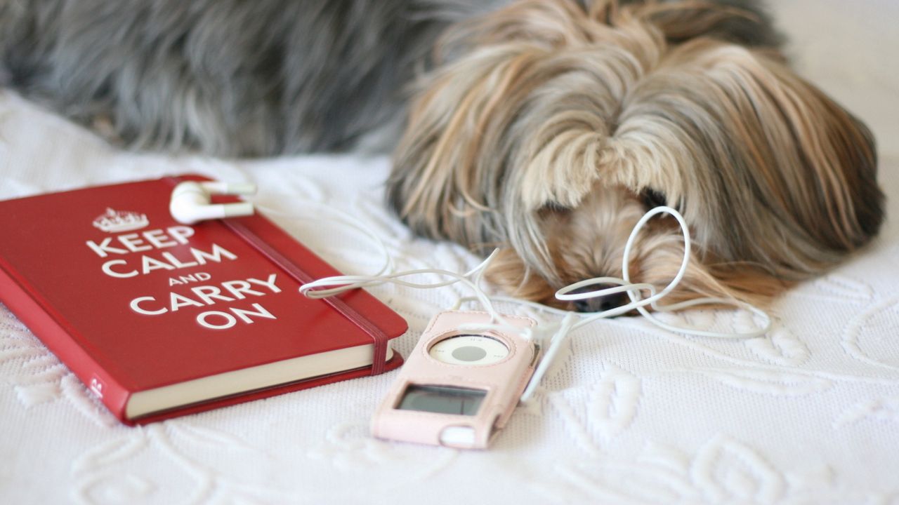 Обои собака, плеер, книга, сон