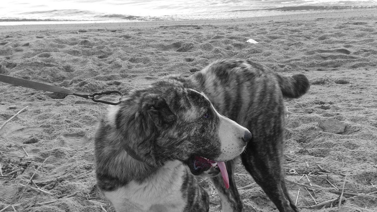 Обои собака, пляж, чб, песок, поводок