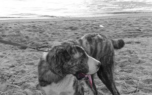 Превью обои собака, пляж, чб, песок, поводок