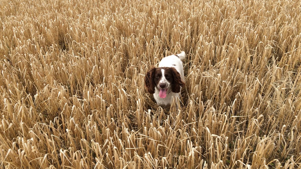 Обои собака, поле, трава, прогулка