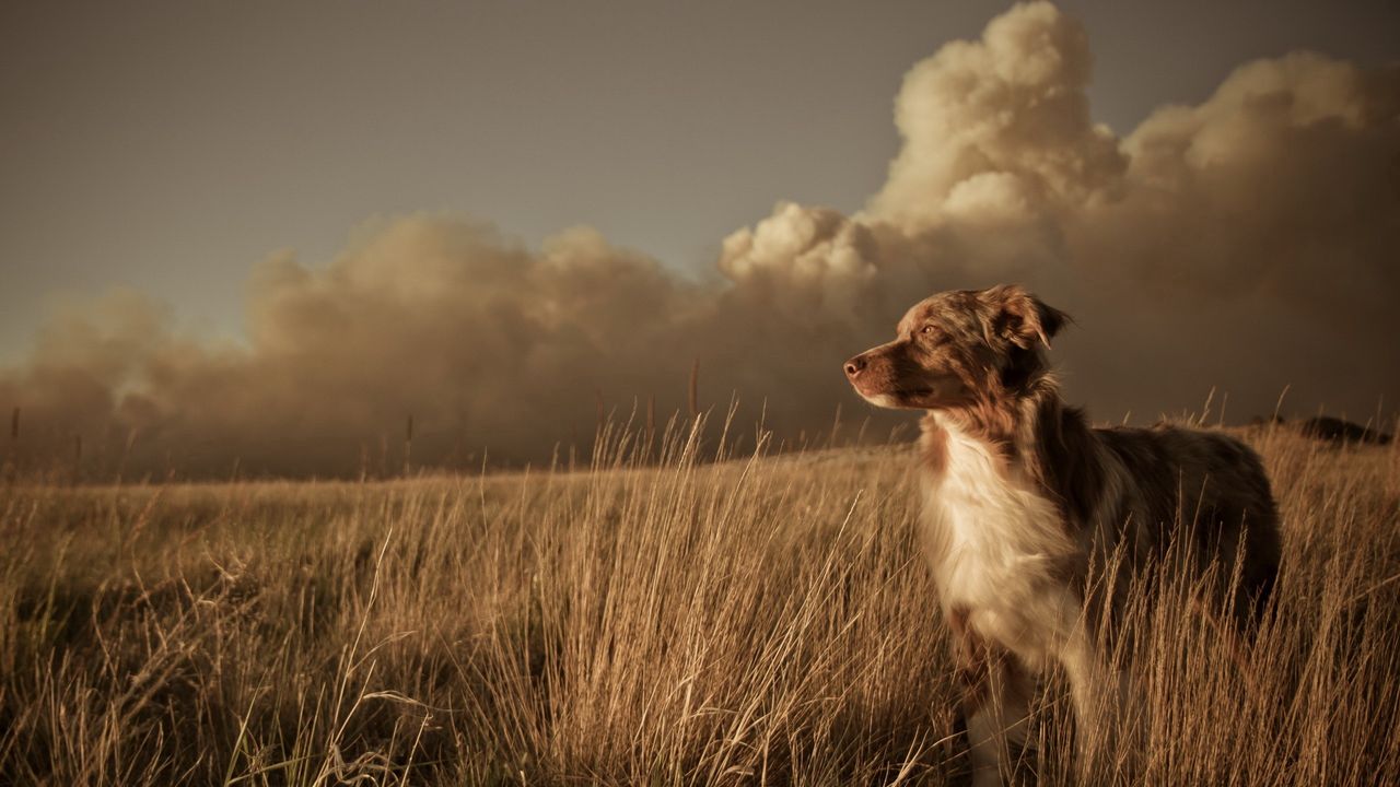 Обои собака, поле, трава, ветер, облака