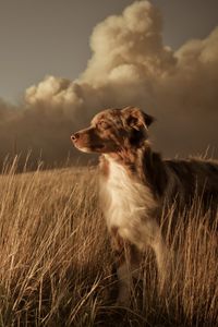 Превью обои собака, поле, трава, ветер, облака