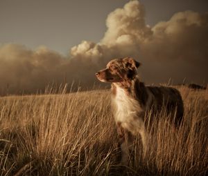 Превью обои собака, поле, трава, ветер, облака