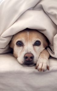 Превью обои собака, постель, одеяло, лежать, взгляд, выглядывать