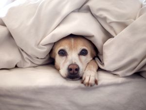 Превью обои собака, постель, одеяло, лежать, взгляд, выглядывать