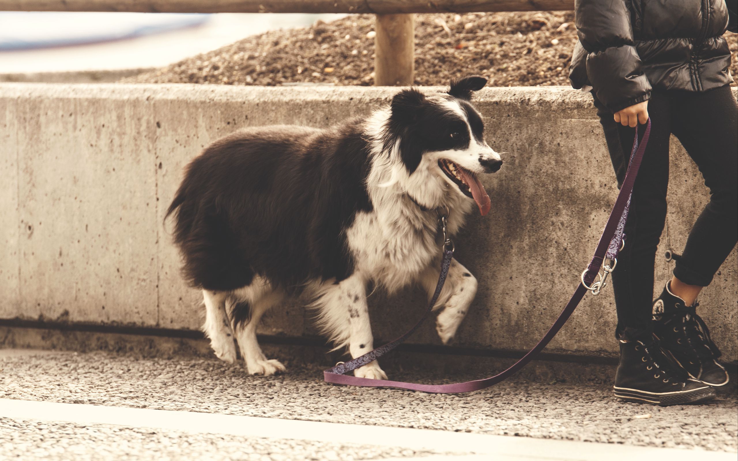 Какую прическу сделать на прогулку с собакой