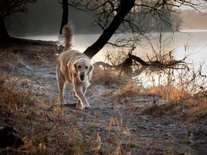 Превью обои собака, природа, прогулка, бежать