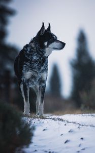 Превью обои собака, природа, снег, питомец, взгляд