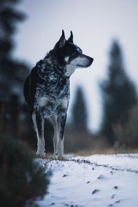 Превью обои собака, природа, снег, питомец, взгляд