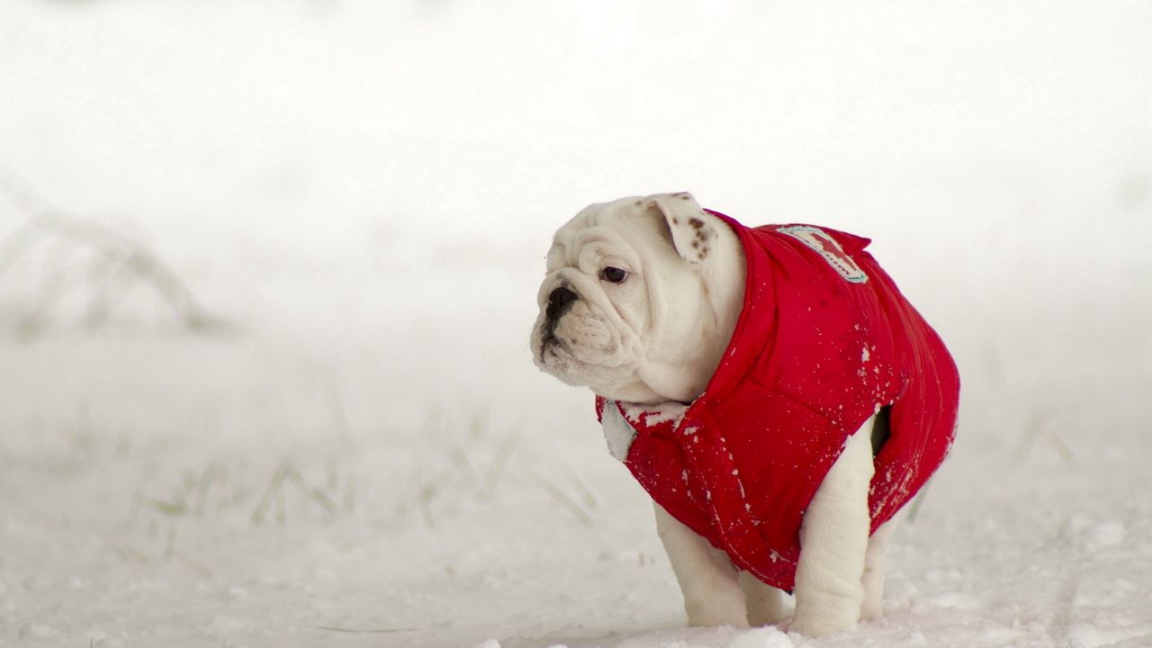 Обои собака, прогулк, зима, снег