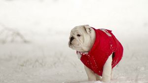 Превью обои собака, прогулк, зима, снег