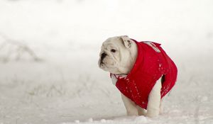 Превью обои собака, прогулк, зима, снег