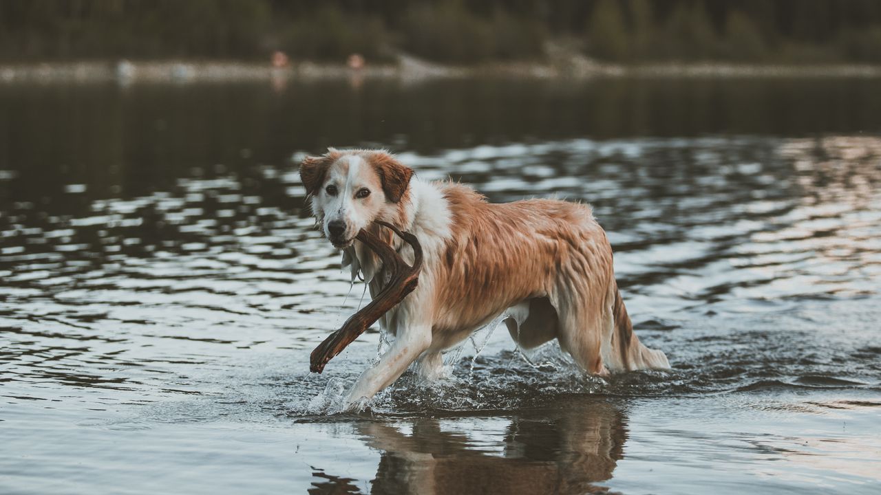 Обои собака, прогулка, вода, палка