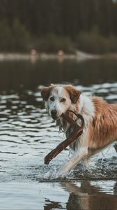 Превью обои собака, прогулка, вода, палка