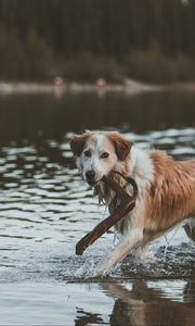 Превью обои собака, прогулка, вода, палка
