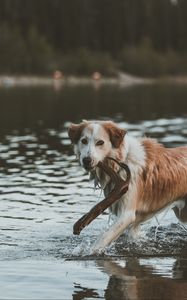 Превью обои собака, прогулка, вода, палка