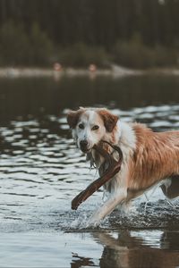 Превью обои собака, прогулка, вода, палка