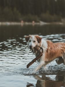 Превью обои собака, прогулка, вода, палка